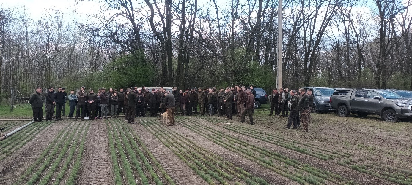Fenyő erdősítések jelene és jövője 